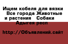 Ищем кобеля для вязки - Все города Животные и растения » Собаки   . Адыгея респ.